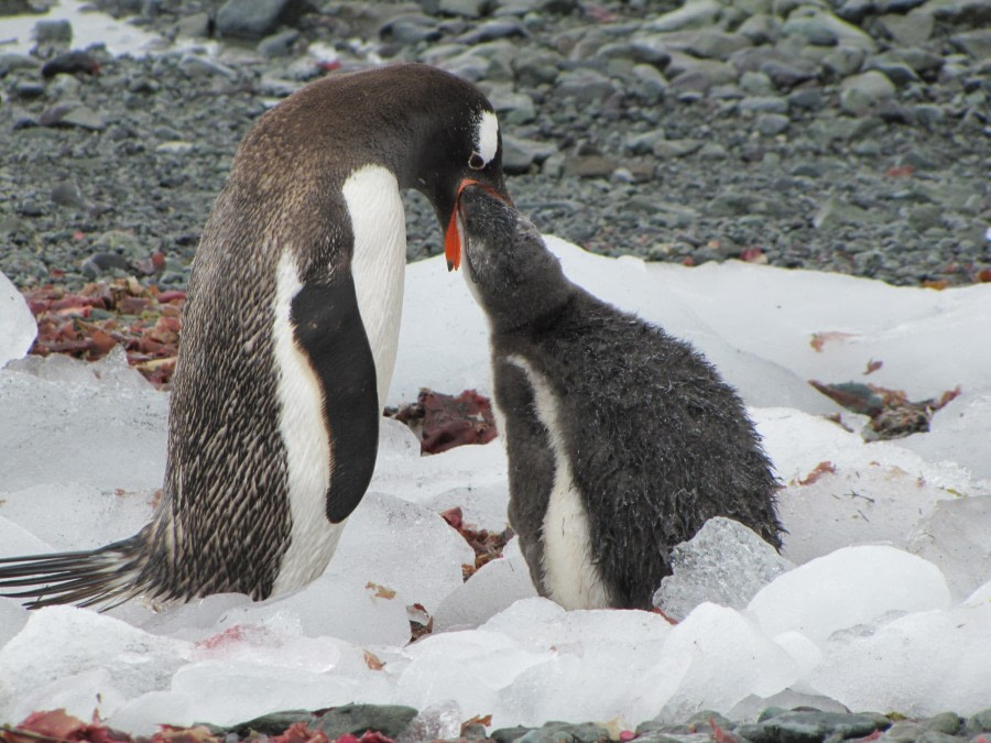 OTL29-18 Day 15 Mikkelsen Gentoos 5 © Oceanwide Expeditions.JPG