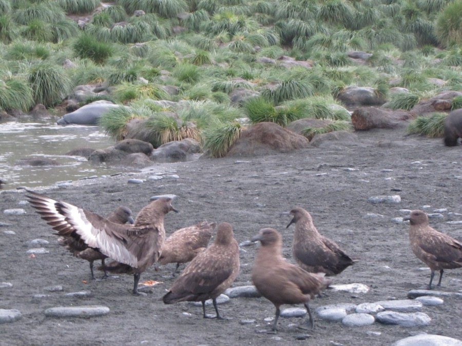 OTL29-18 Day 10 Gold Harbour skuas © Oceanwide Expeditions.JPG