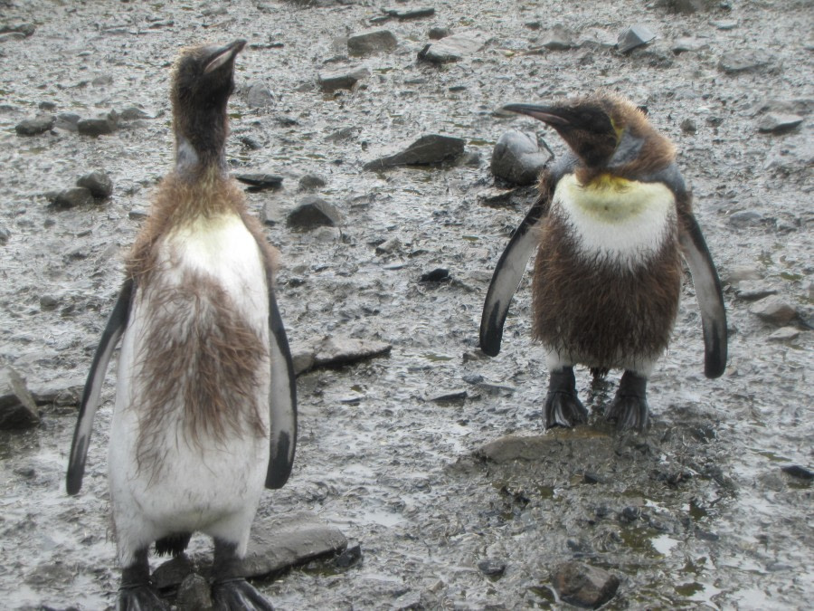 OTL29-18 Day 2 Salisbury Plain penguins 4 © Oceanwide Expeditions.JPG