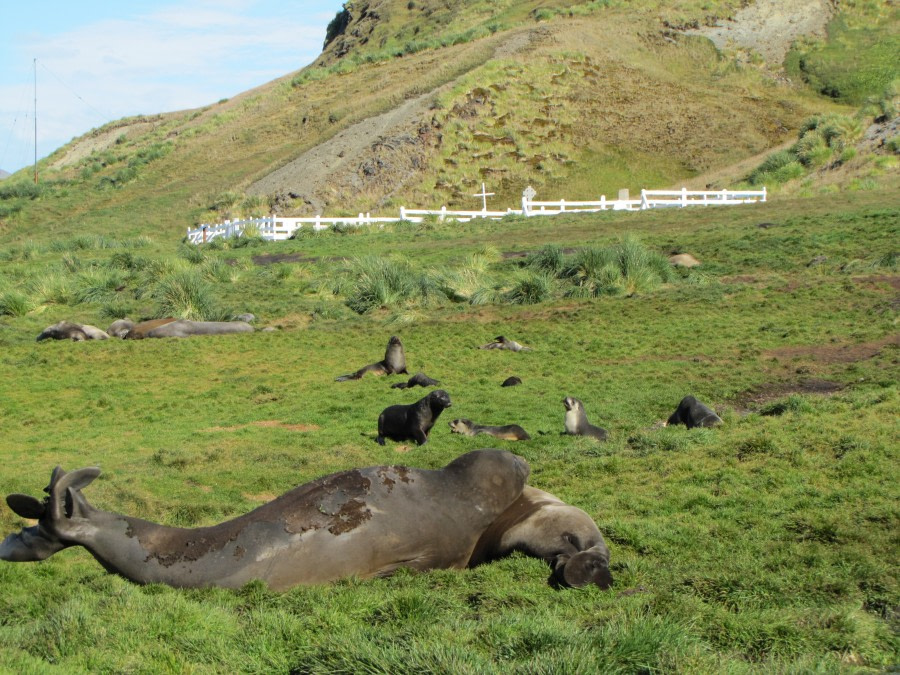 OTL29-18 Day 8 Grytviken cemetery 2 © Oceanwide Expeditions.JPG