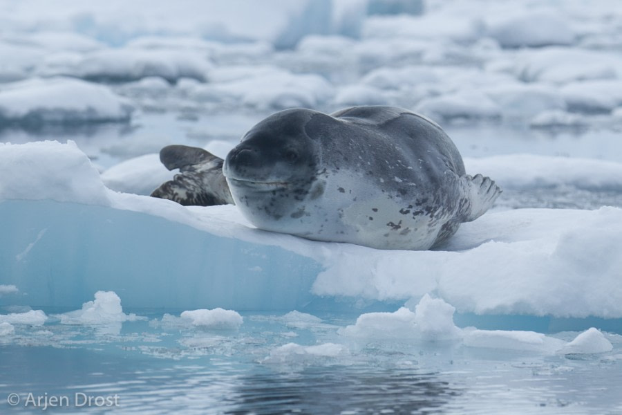 OTL31-18 Day 6 20180308_Arjen_Drost_64085 © Oceanwide Expeditions.jpg