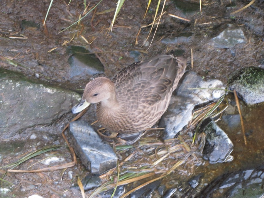 OTL29-18 Day 2 Prion Island Pintail © Oceanwide Expeditions.JPG