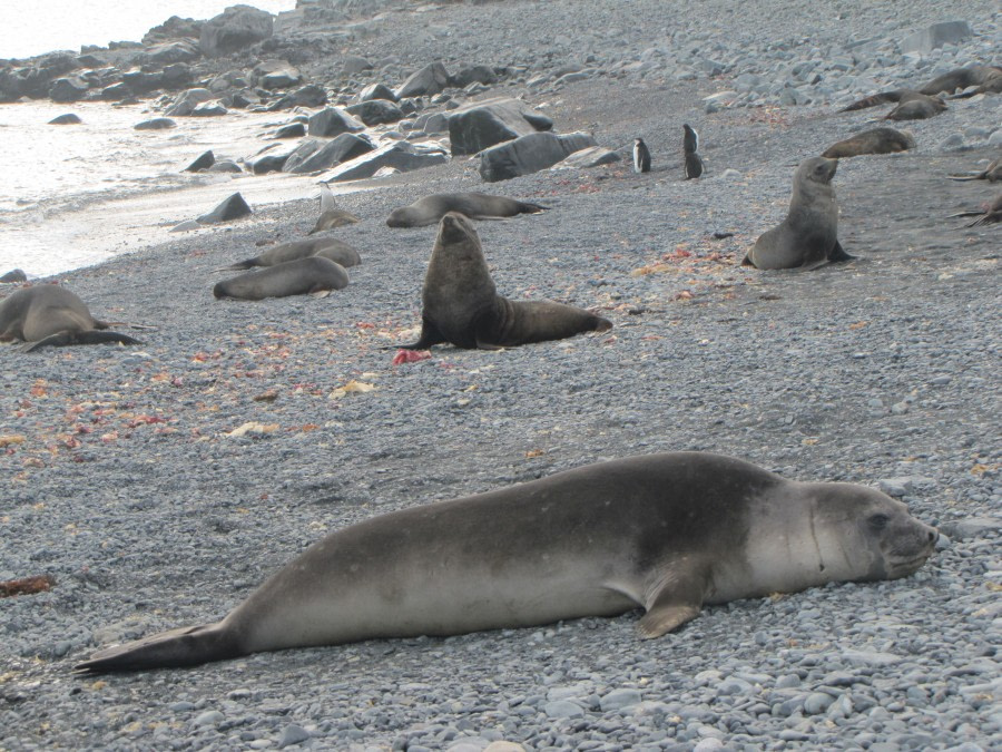 OTL29-18 Day 16 Half Moon Elephant seal 2 © Oceanwide Expeditions.JPG