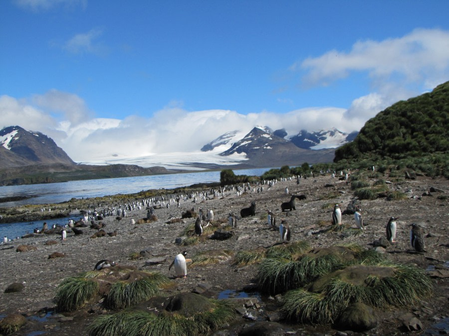 OTL29-18 Day 2 Prion Island vista 1 © Oceanwide Expeditions.JPG