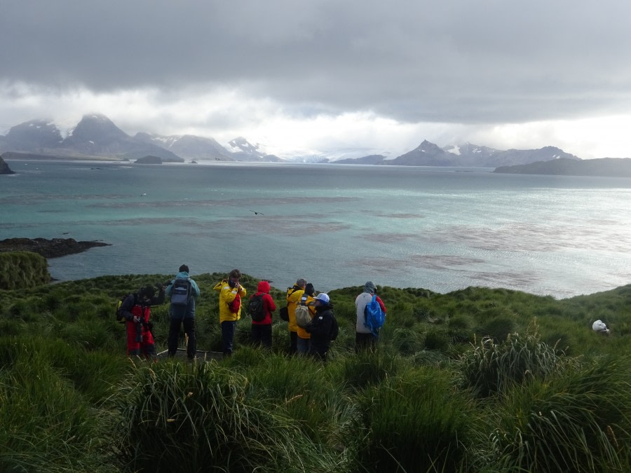 PLA29-18 Day 7 Prion Island DSC08712 © Oceanwide Expeditions.JPG