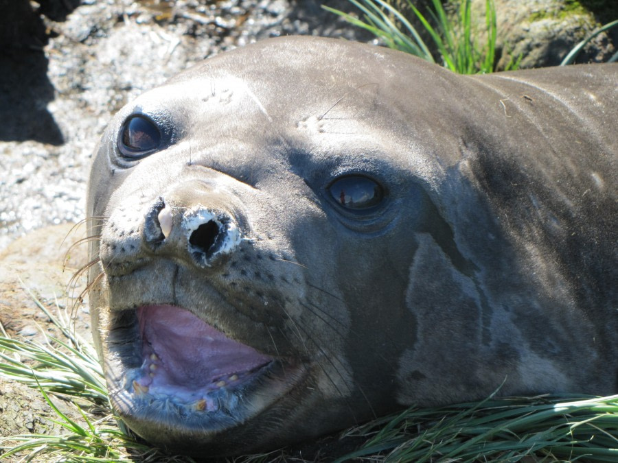 OTL29-18 Day 2 Prion Island Elephant seal © Oceanwide Expeditions.JPG