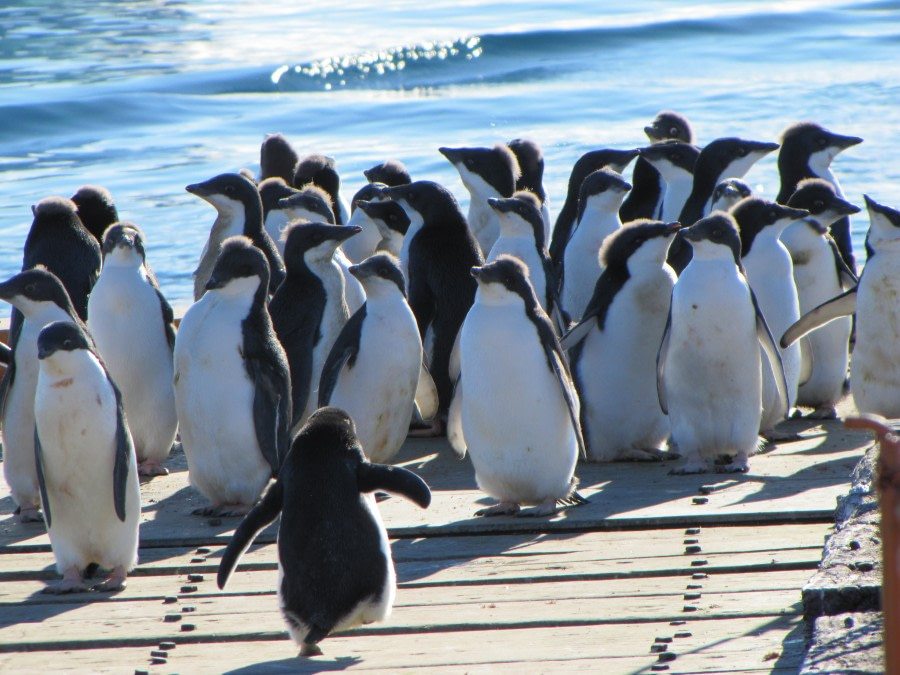 OTL29-18 Day 14 Esperanza penguins 2 © Oceanwide Expeditions.JPG