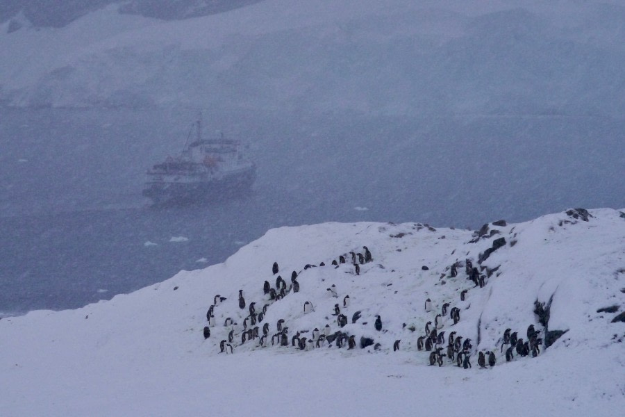 Neko Harbour & Skontorp Cove