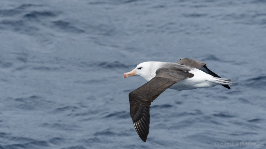 OTL32-18 20180326_SandraPetrowitz_Black-browed_Albatross © Oceanwide Expeditions.jpg