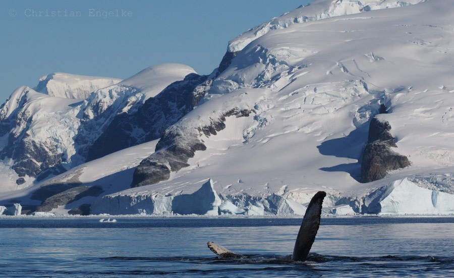 OTL32-18 20180318 Christian Engelke - Gerlache Strait V © Oceanwide Expeditions.JPG