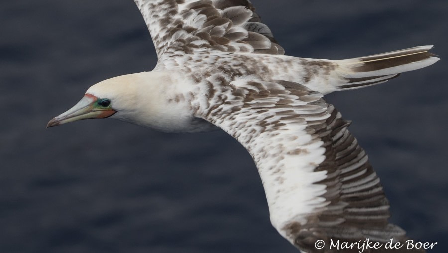 PLA35-18 Day28_red-footed booby_Marijke de Boer_20180424-4L6A4306_edit © Oceanwide Expeditions.jpg