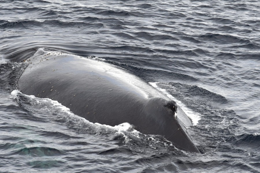 PLA31-18 WilhelminaBay_D8409SH © Oceanwide Expeditions.jpg