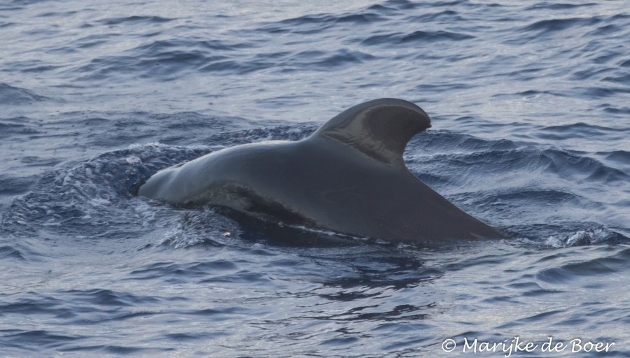 PLA35-18 Day29_pilot whale_Marijke de Boer_20180425-4L6A4392_edit © Oceanwide Expeditions.jpg