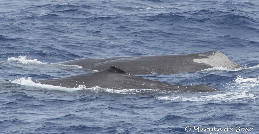 PLA35-18 DAY25_Marijke de Boer_sperm whale_20180421-4L6A3460_edit © Oceanwide Expeditions.jpg