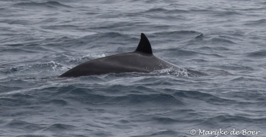 At Sea to Gough Island