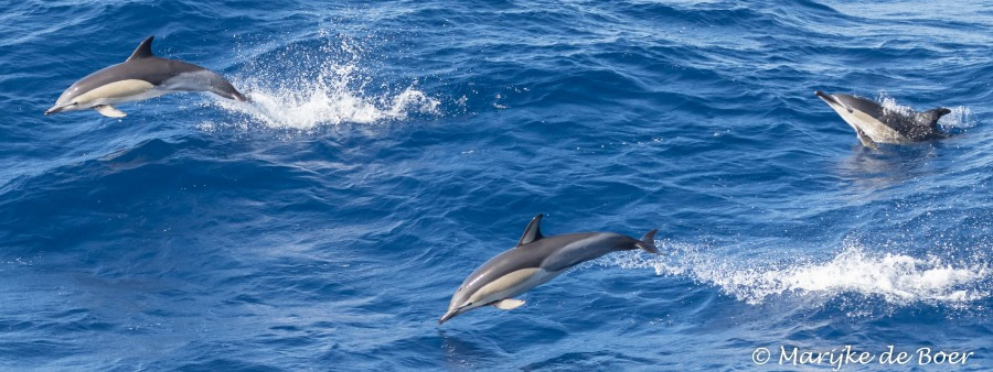 PLA35-18 Day17_common dolphin_Marijke de Boer_20180413-4L6A2561_edit © Oceanwide Expeditions.jpg