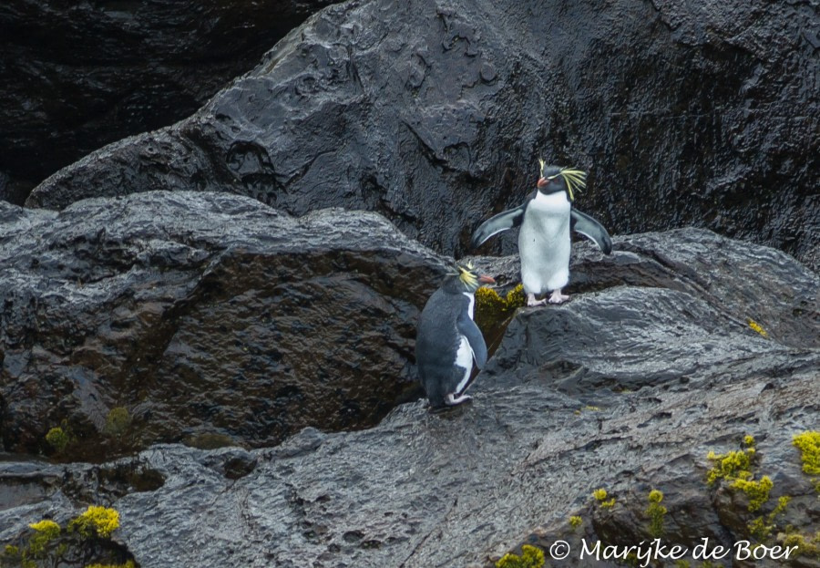 Gough Island