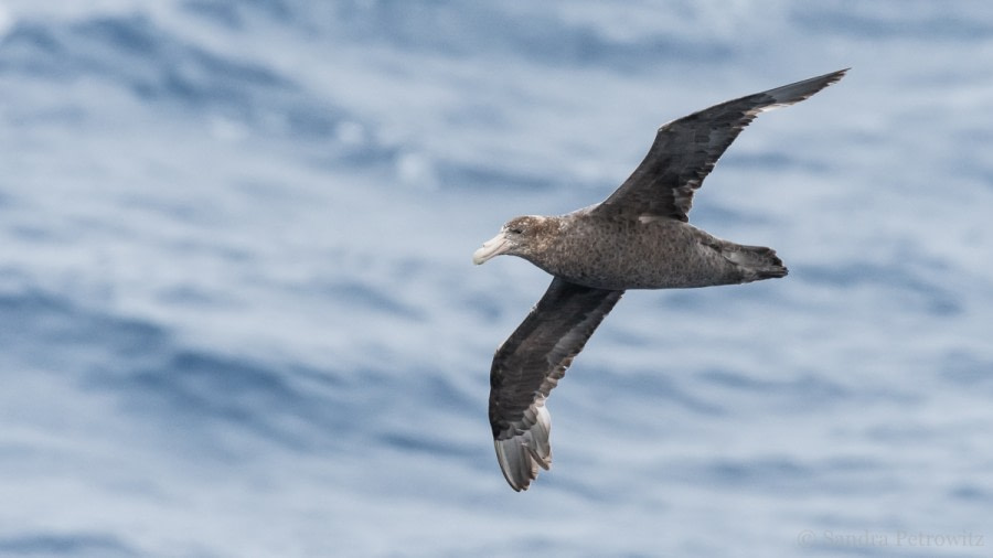 OTL32-18 20180326_SandraPetrowitz_Giant_Petrel © Oceanwide Expeditions.jpg