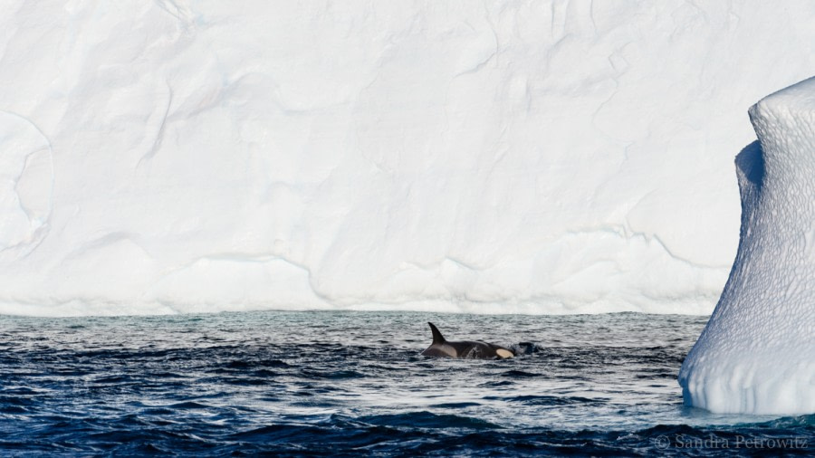 OTL32-18 20180319_SandraPetrowitz_Orca_Iceberg_01 © Oceanwide Expeditions.jpg