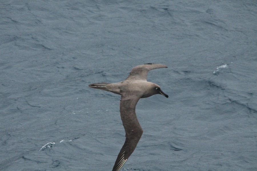 At Sea to Gough Island