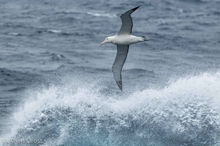 PLA35-18 Day_14_20180410_Arjen_Drost_71564 © Oceanwide Expeditions.jpg