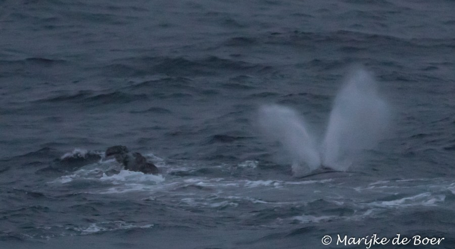 PLA35-18 Day 5_right whale_M de Boer_20180401-4L6A0764_edit © Oceanwide Expeditions.jpg