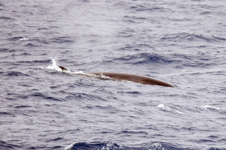 PLA31-18 Drake return SeiWhale_7357-_MIkhailBarabanov © Oceanwide Expeditions.jpg