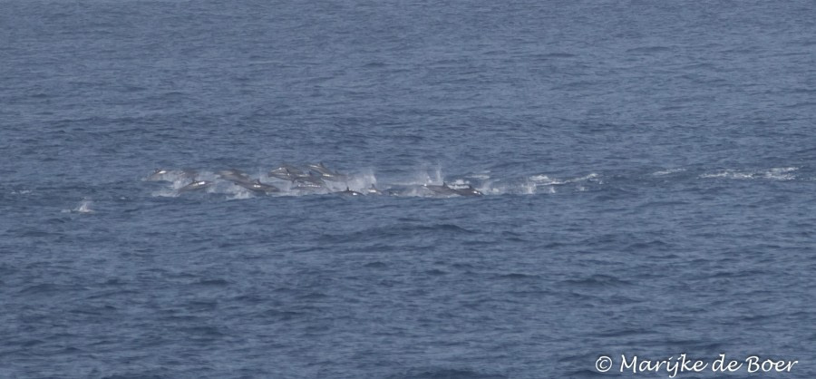 PLA35-18 DAY 32_Pantropical spotted dolphin_Marijke de Boer_20180428-4L6A5528_edit © Oceanwide Expeditions.jpg