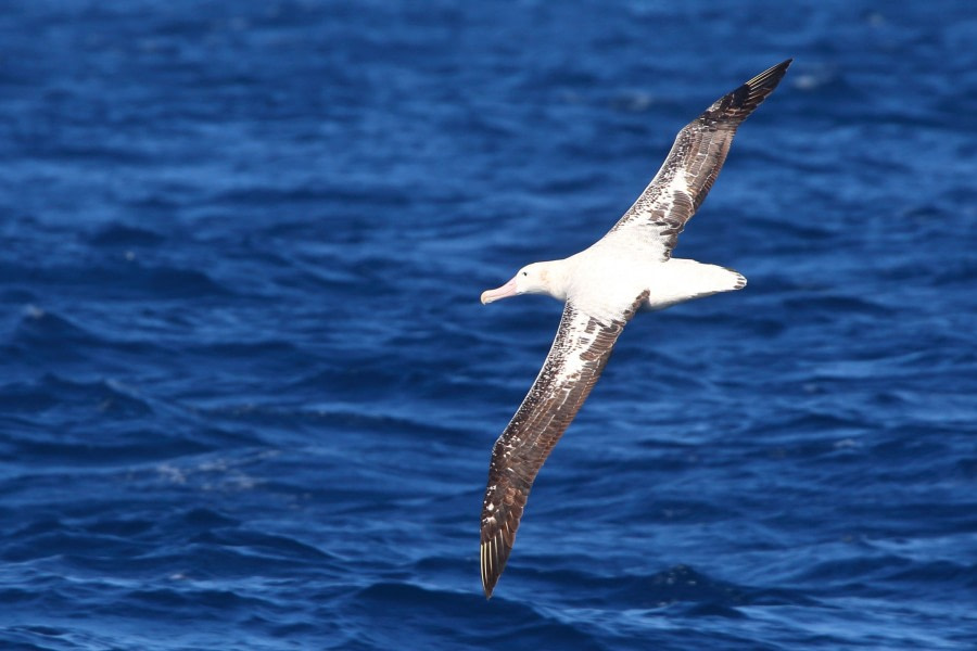 At Sea, Drake Passage Northward