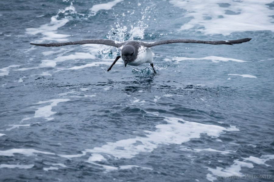 OTL32-18 20180322_SandraPetrowitz_CapePetrel © Oceanwide Expeditions.jpg