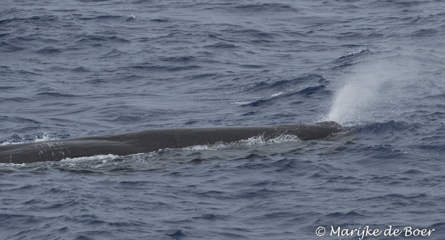 PLA35-18 DAY25_Marijke de Boer_sperm whale_20180421-4L6A3394_edit © Oceanwide Expeditions.jpg