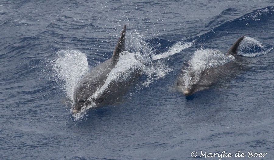 PLA35-18 Day28_Bottlenose dolphin_Marijke de Boer_20180424-4L6A4268_edit © Oceanwide Expeditions.jpg