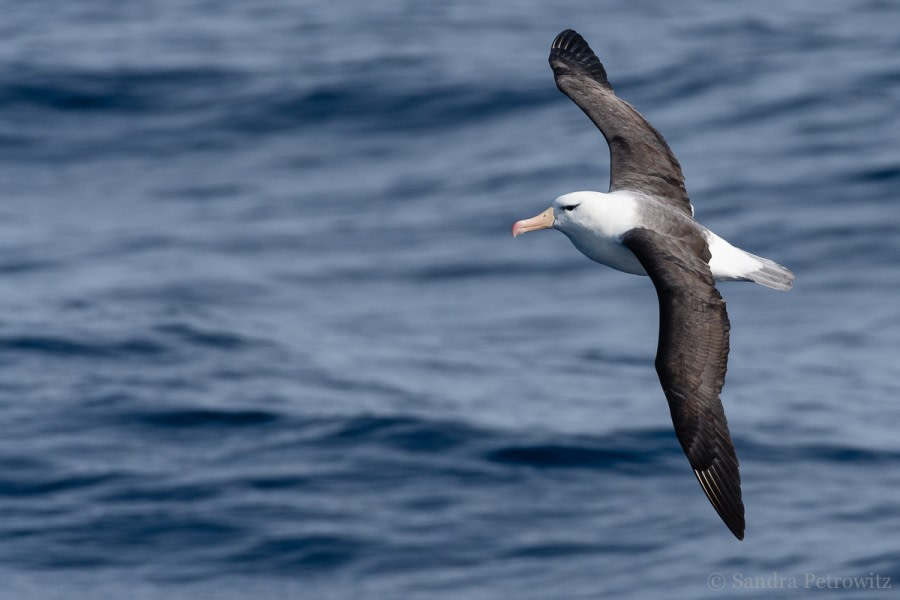 Drake Passage: At Sea towards Antarctica