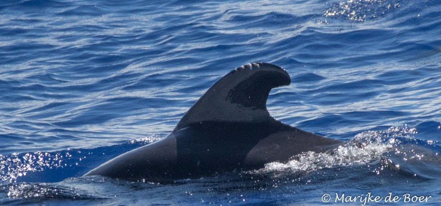 PLA35-18 Day21_Pilot whale_Marijke de Boer_20180417-4L6A2997_edit © Oceanwide Expeditions.jpg