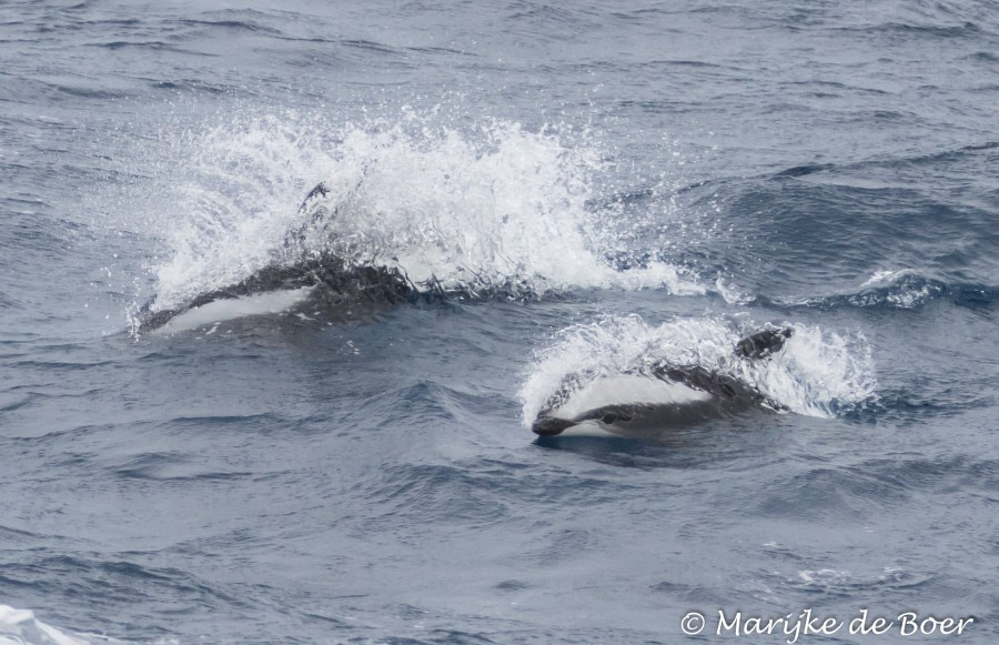 PLA35-18 Day 4_hourglass dolphins_m de Boer_20180331-20180331-4L6A0402-2_edit © Oceanwide Expeditions.jpg