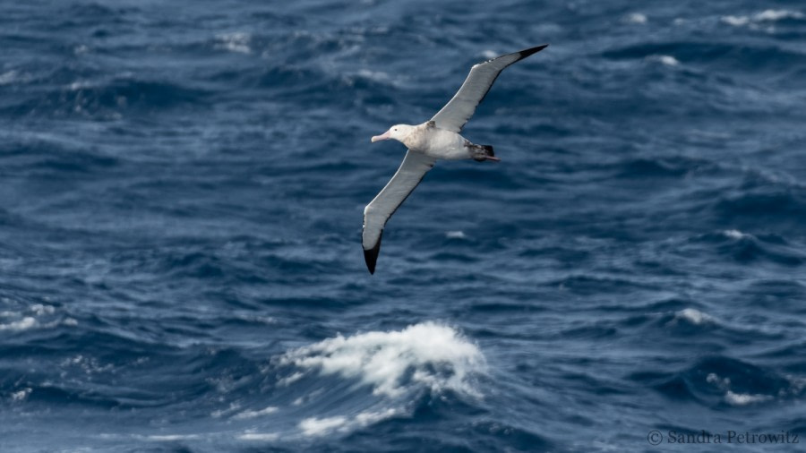 Drake Passage: At Sea towards Ushuaia