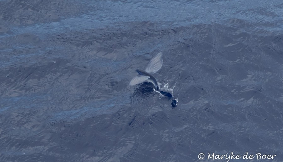 PLA35-18 Day19_flying fish_Marijke de Boer_20180415-4L6A2789_edit © Oceanwide Expeditions.jpg