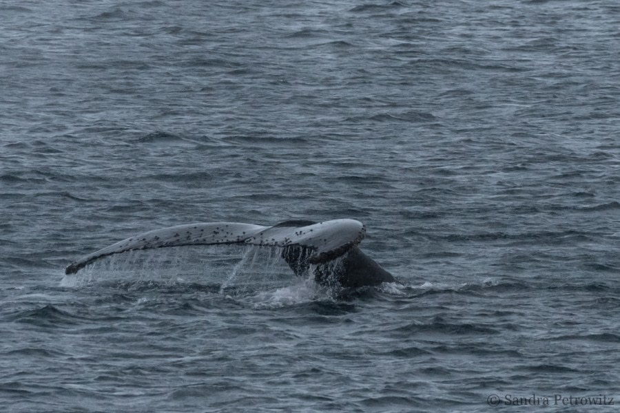 OTL32-18 20180323_SandraPetrowitz_Neumayer_Humpback © Oceanwide Expeditions.jpg