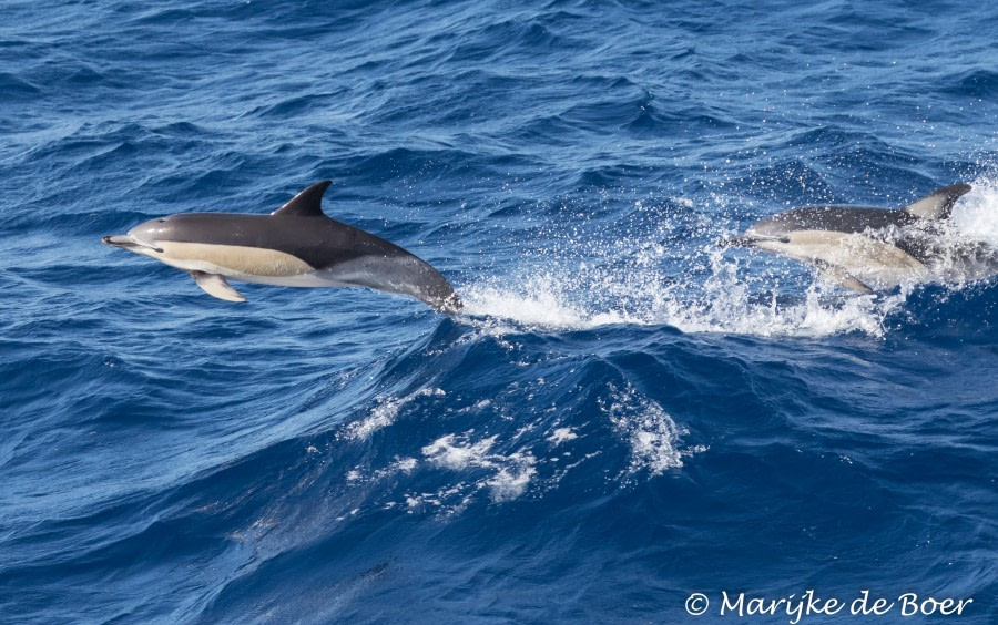 PLA35-18 Day17_Common dolphin_Marijke de Boer_20180413-4L6A2571_edit © Oceanwide Expeditions.jpg