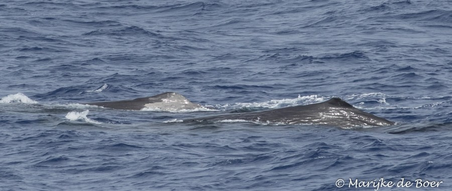 PLA35-18 DAY25_Marijke de Boer_sperm whale_20180421-4L6A3437_edit © Oceanwide Expeditions.jpg