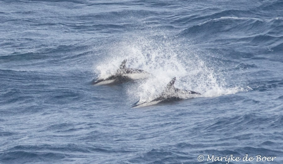 PLA35-18 Day 3_hourglass dolphins_m de Boer_20180330-4L6A0286_edit © Oceanwide Expeditions.jpg