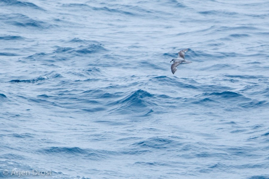 At Sea in the Drake Passage