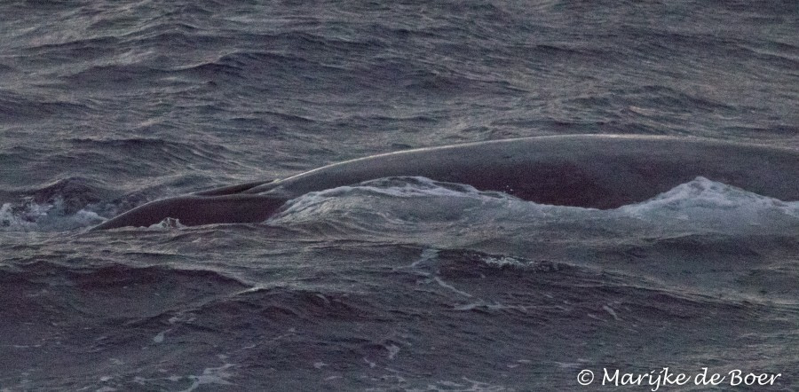 PLA35-18 Day17_blue whale_Marijke de Boer_20180413-4L6A2629_edit © Oceanwide Expeditions.jpg