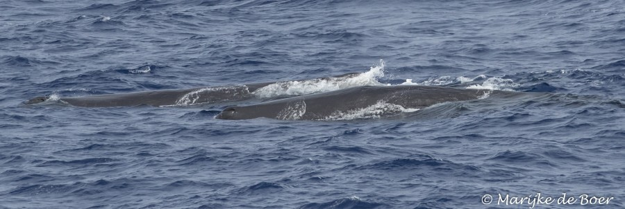 PLA35-18 DAY25_Marijke de Boer_sperm whale_20180421-4L6A3435_edit © Oceanwide Expeditions.jpg