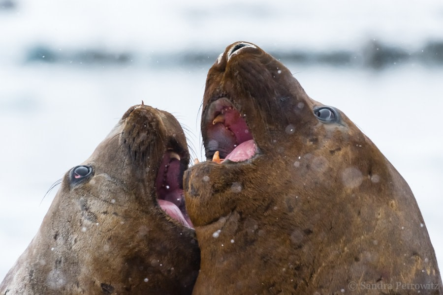 OTL32-18 20180320_SandraPetrowitz_Lagoon_ElephantSeals_04 © Oceanwide Expeditions.jpg