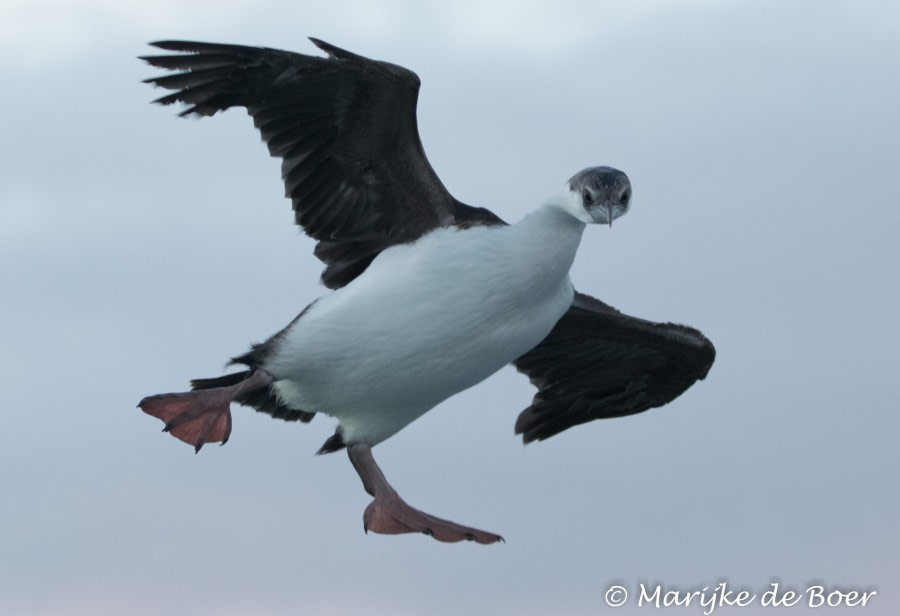 Bird aiming to fly high with Noddy