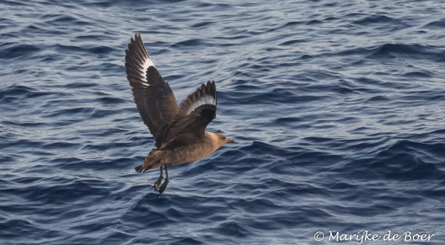 PLA35-18 Day29_south polar skua_Marijke de Boer_20180425-4L6A4412_edit © Oceanwide Expeditions.jpg