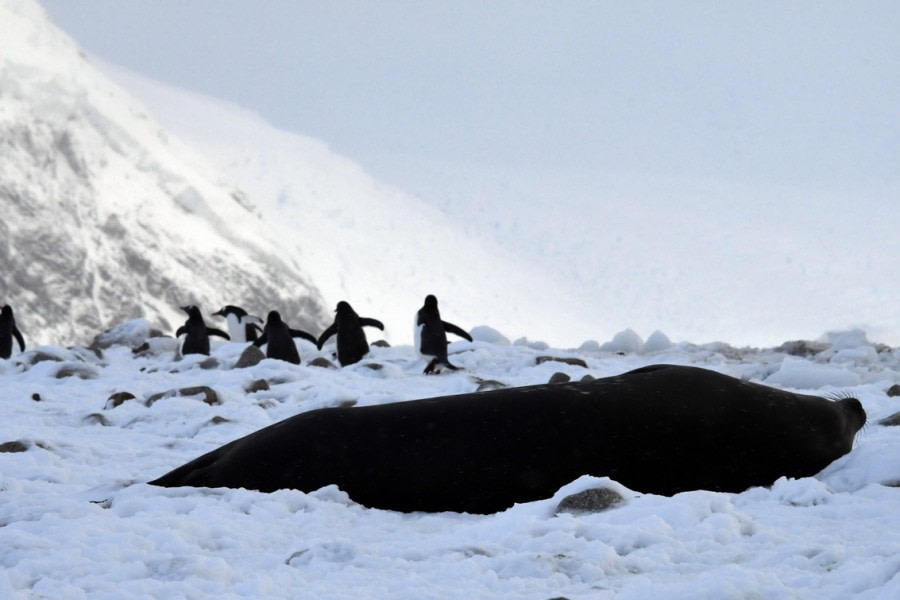 PLA31-18 Neko & Skontorp Cove Neko_D8488SH © Oceanwide Expeditions.jpg