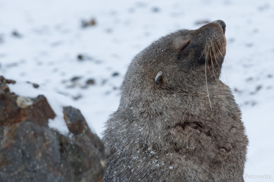 OTL32-18 20180320_SandraPetrowitz_Lagoon_FurSeal © Oceanwide Expeditions.jpg