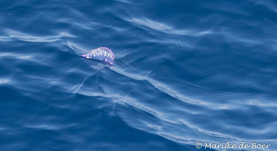 PLA35-18 Day29_Portugese man of war_Marijke de Boer_20180425-4L6A4637_edit © Oceanwide Expeditions.jpg